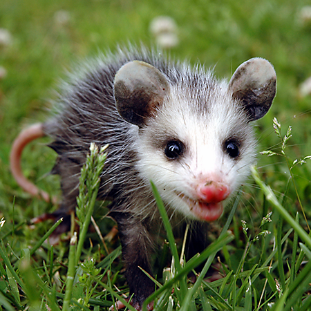 oppossum