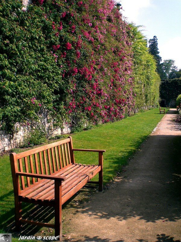 Roseraie des jardins de l'Évêché à Blois