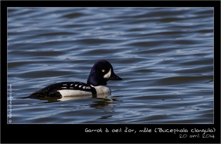 IMG_9983-naturelimages.com