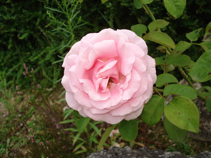 rose