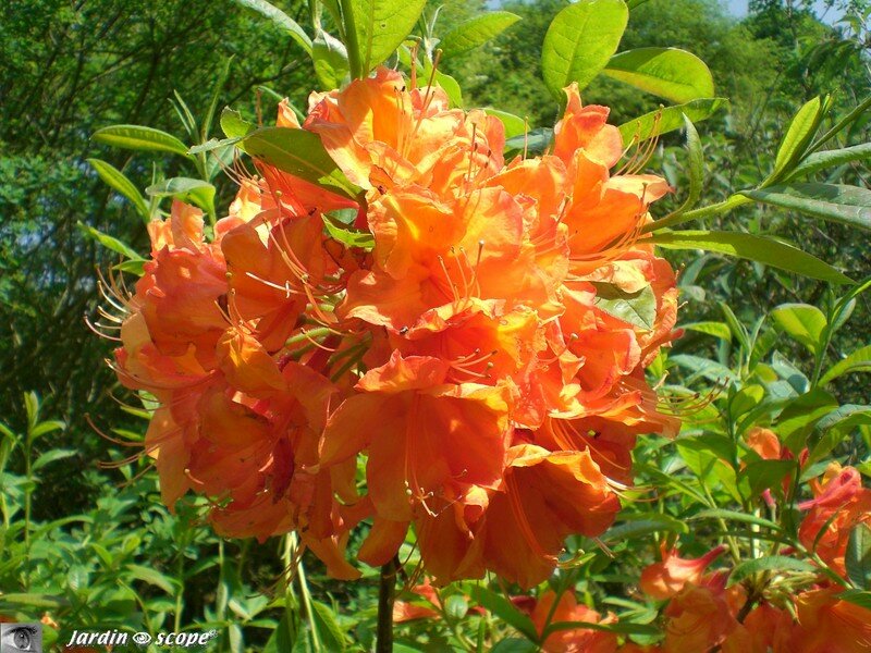 Fleurs de rhododendron 