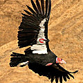 ETATS-UNIS - Le <b>Condor</b> de Californie donne des ailes aux protecteurs de la nature