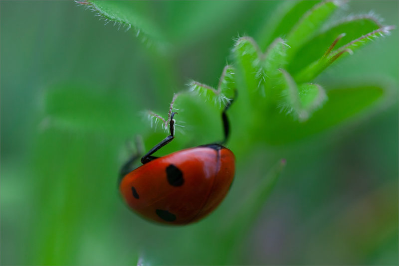 SM coccinelle 290323 2