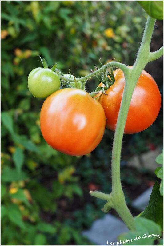 Les dernières tomates