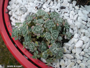 Sedum spurium