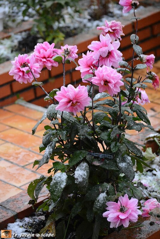 Neige-début-novembre-6