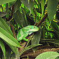 L'Iguane des <b>Fidji</b> (Brachylophus fasciatus)