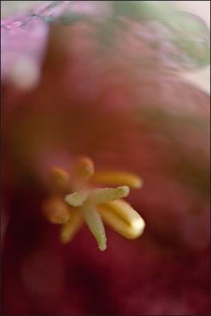 galuchet_fritillaire_coeur_1_060311_2