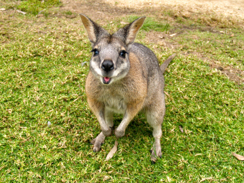 Smile's Wallaby