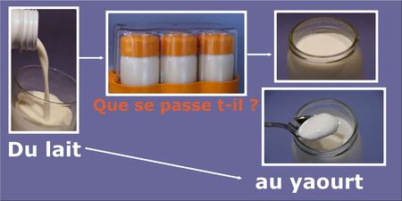 Du_lait_au_yaourt1