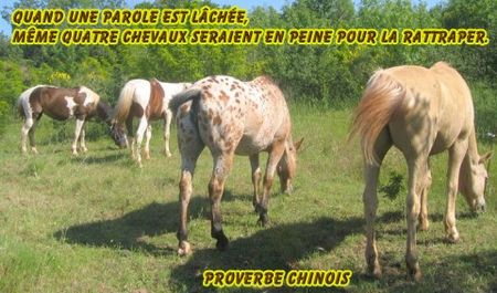 proverbechinois_chevaux
