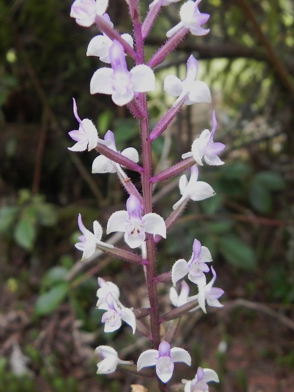 ORCHIDEE TERRESTRE FORET PRIMAIRE ESPECES ENDEMIQUES ET INDIGENES DE LA REGION DU TAMPON