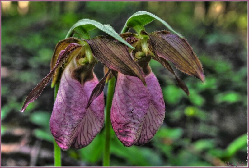 cypripedium-acaule-custom