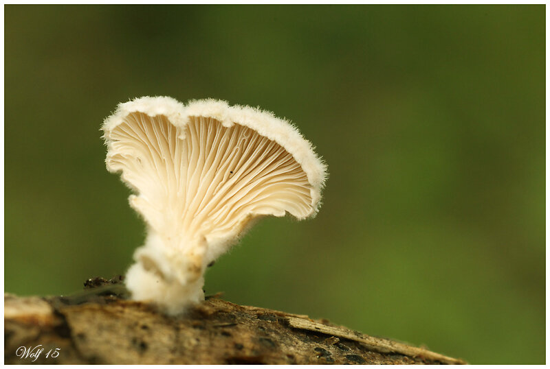 schizophylle15_01