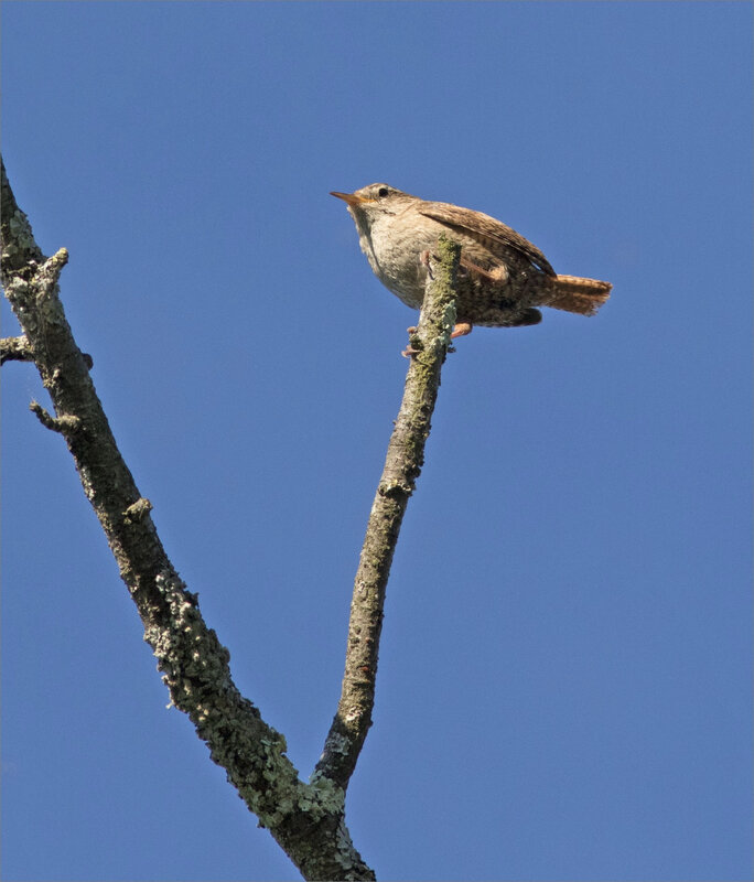 ville oiseau troglodyte chant ciel bleu matin 010619 8