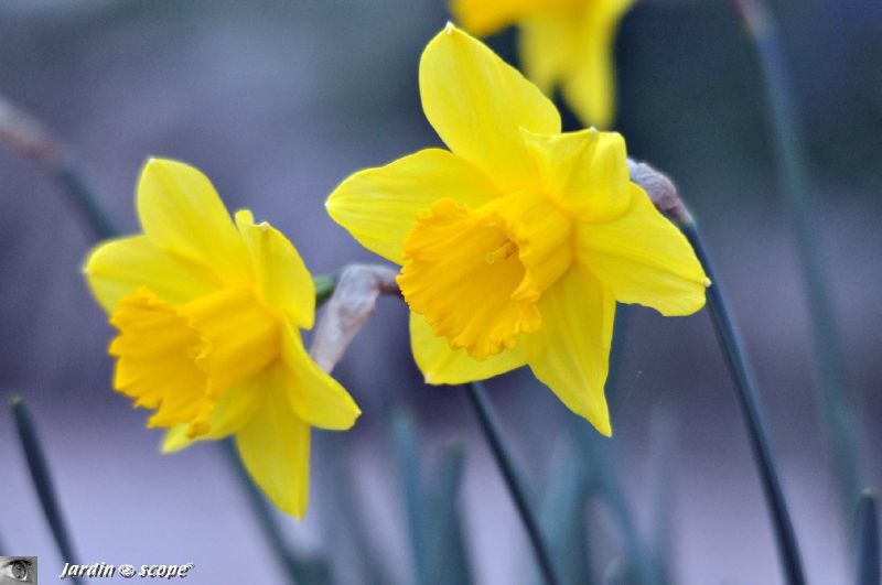 Jonquilles