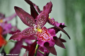 Orchidee_30
