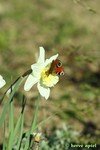 IMG_1525copie