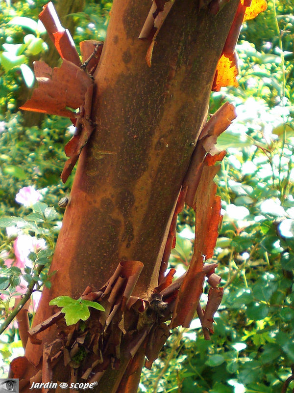 Erable cannelle • Acer griseum • Famille des Sapindaceae