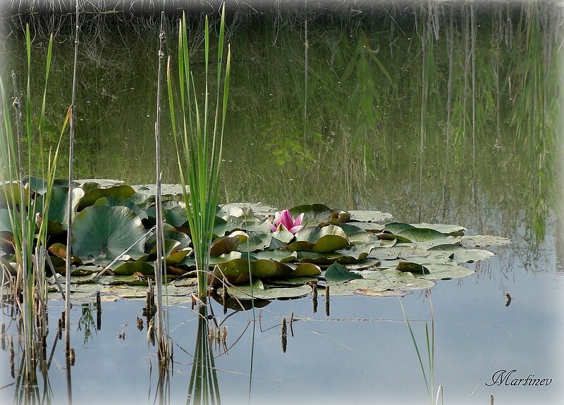 23 06 Etang de Préoux Ruffieu (2)1