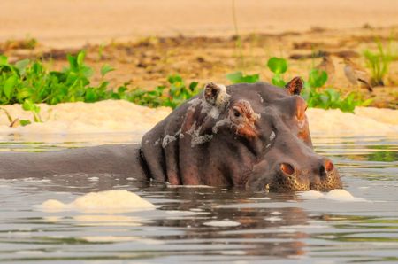 Hippopotame__parc_de_Murchinson_Falls__Ouganda__3_