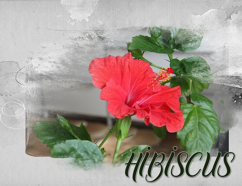 Hibiscus