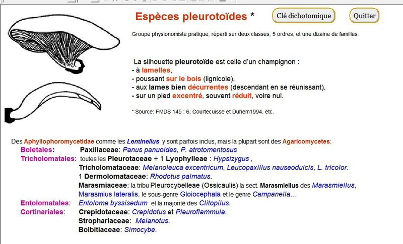 sil_pleurotoides