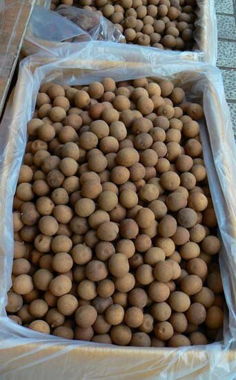 longans