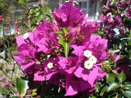 8935_Bougainvillea_sp