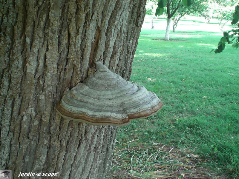 Polypore amadouvier • Formes fomentarius