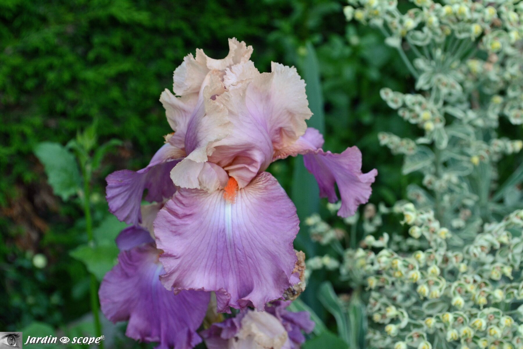 Iris-Sweet-Musette