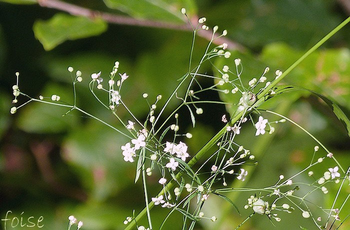 fleurs blanches en panicule ample pédicelles capillaires dressés étalés