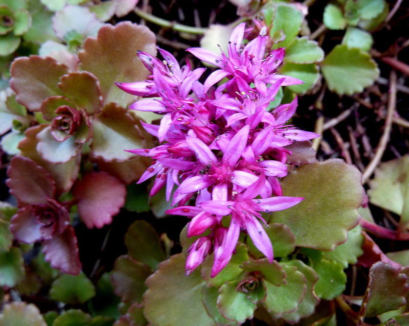 orpin bâtard (sedum spurium)