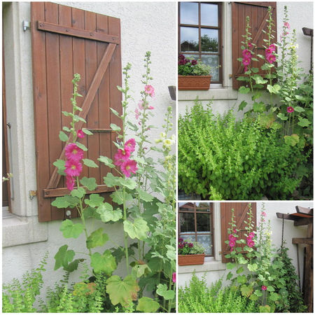 Roses_tr_mi_res_de_Claudine___suisse_