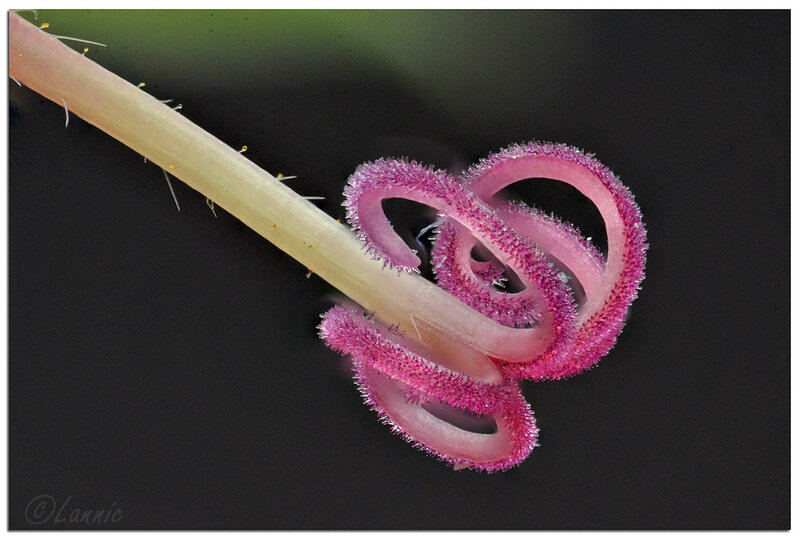 Macro_L_Geranium_pistil