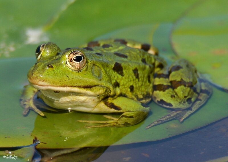 DSC_8378 grenouille