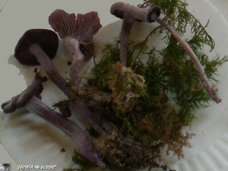 Clitocybe améthyste • Laccaria amethystina
