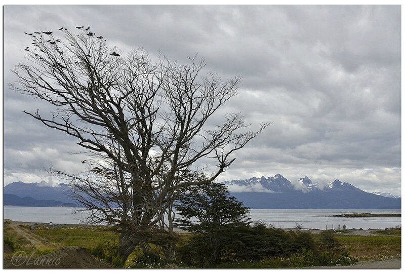 _Argentine_212_1_Ushuaia_arbre