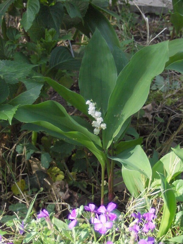 jardin_muguet_de_mai_2014