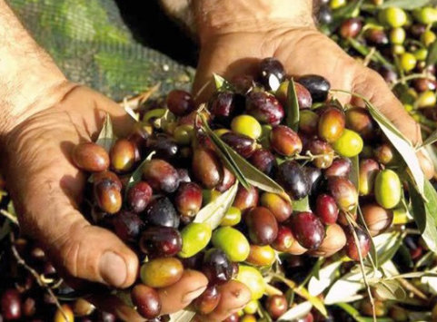 Tunisie Agriculture olives