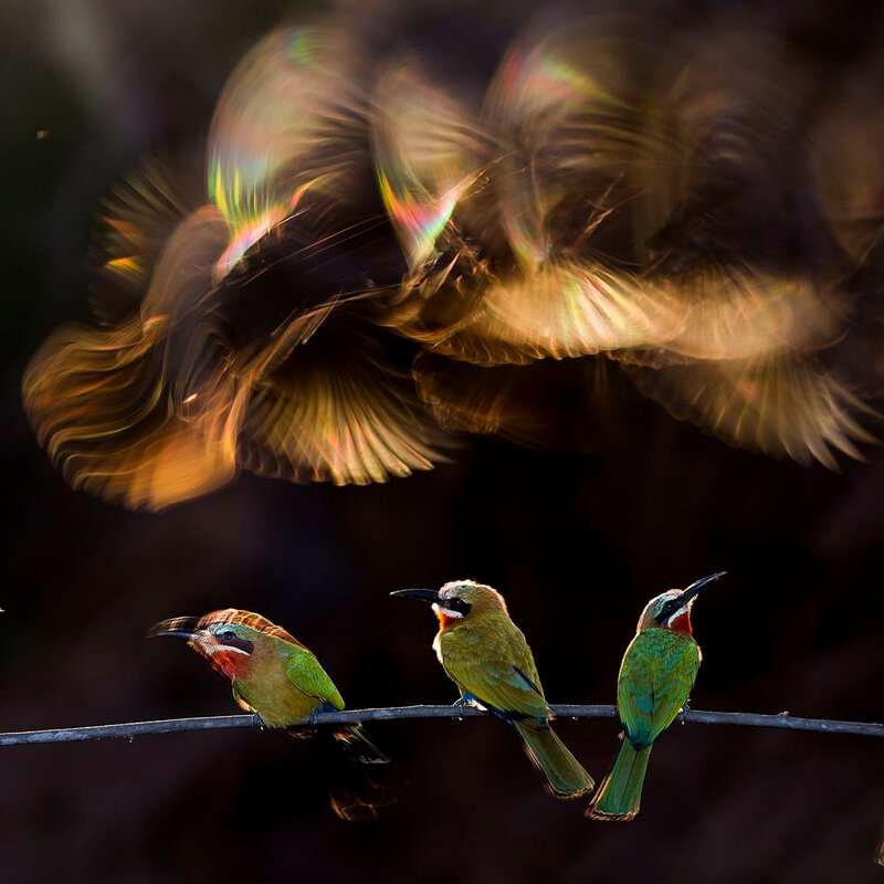 Bence Mate’s photograph of bee-eaters won an honorable mention in the Nature category Winners Of The 2015 National Geographic Photo Competition DeMilked