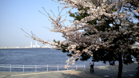 Ohanami_again_33