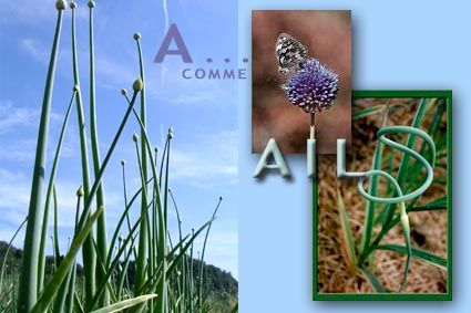 a_comme_ail