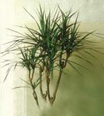 Dracaena-marginata-Paysagiste-Biarritz-Paysagiste-Bayonne-Paysagiste-Pays-Basque-Paysagiste-Landes-Araucaria-plante-depolluante