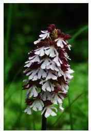 Orchis_pourpre