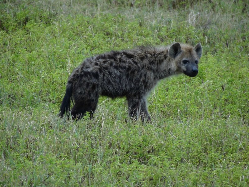 Une hyène tachetée en gros plan