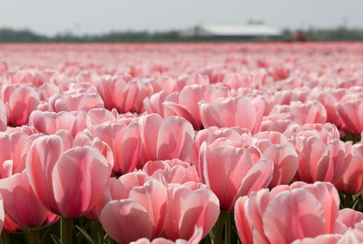tulipe rose