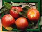 produits_fruits_pomme_pommes