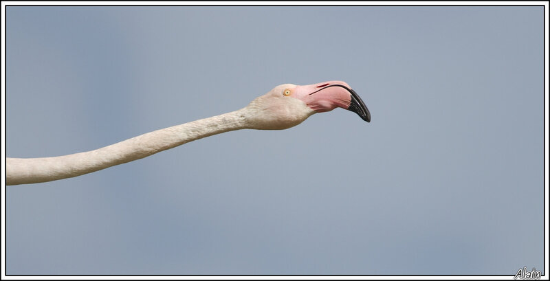 Flamant rose