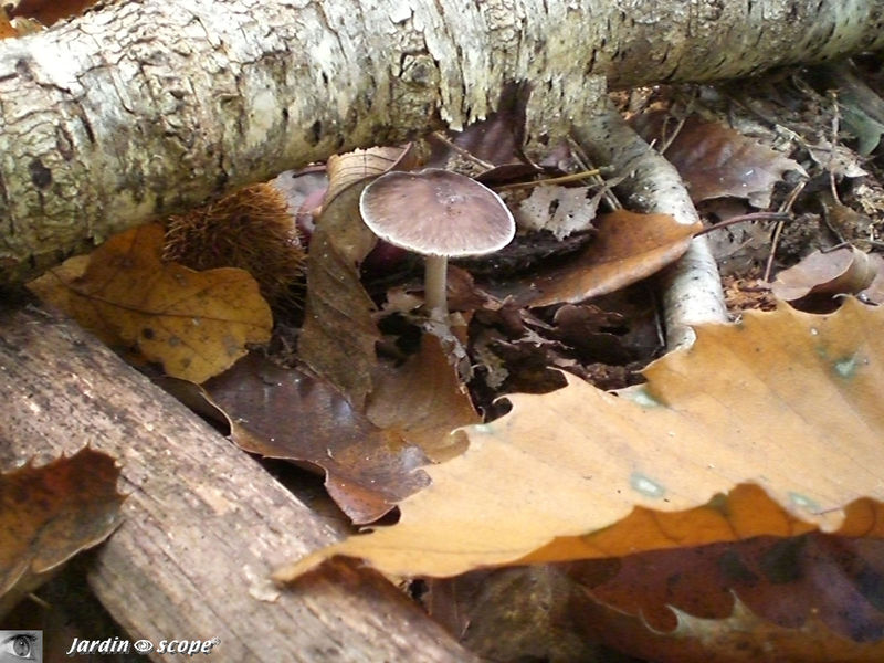 Plutée couleur de cerf • Pluteus cervinus • Pluteaceae